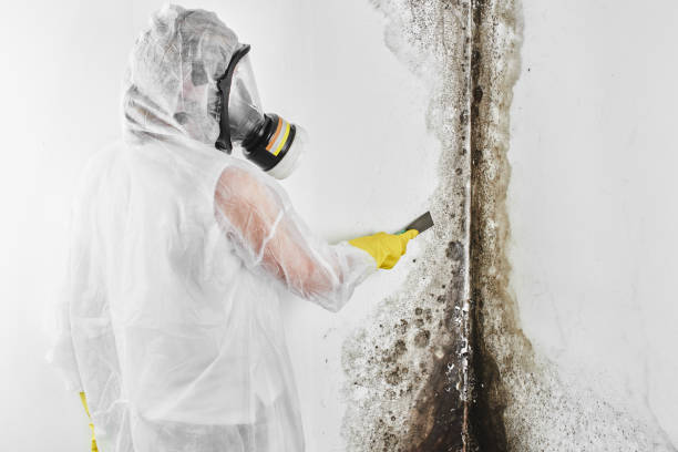 Best Black Mold Removal  in Lake Holiday, VA