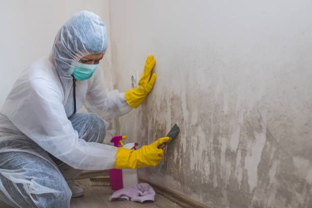 Best Office Mold Removal Services  in Lake Holiday, VA
