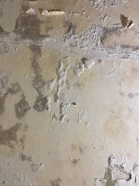 Best Mold Removal Company Near Me  in Lake Holiday, VA