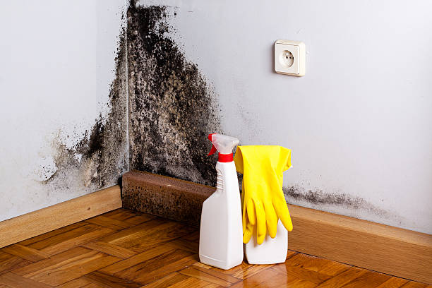 Best Mold Damage Repair  in Lake Holiday, VA