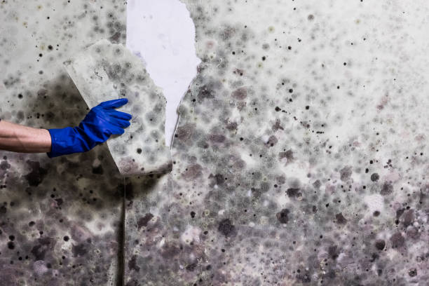 Best Residential Mold Removal  in Lake Holiday, VA