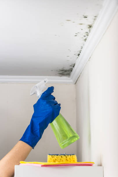 Best Office Mold Removal Services  in Lake Holiday, VA